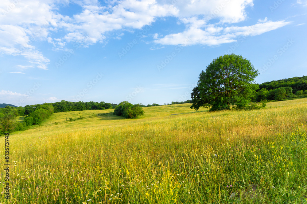 Sunny field of yellow flowers, fluffy tree, green bushes and bright blue sky with clouds Sunny field of yellow flowers, fluffy tree, green bushes and bright blue sky with clouds