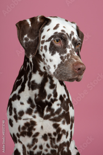 Pretty brown spotted  dalmatian dog portrait looking away on a pink background © Elles Rijsdijk
