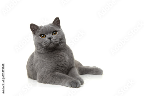 Pretty british shorthaired cat relaxed lying down looking at the camera isolated on a white background seen from the front