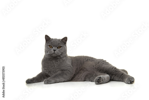 Pretty british shorthaired cat relaxed lying down looking at the camera isolated on a white background © Elles Rijsdijk