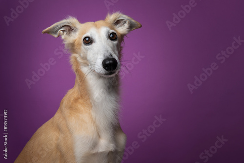 Portrait of a silken windsprite dog looking away on a prume purple background