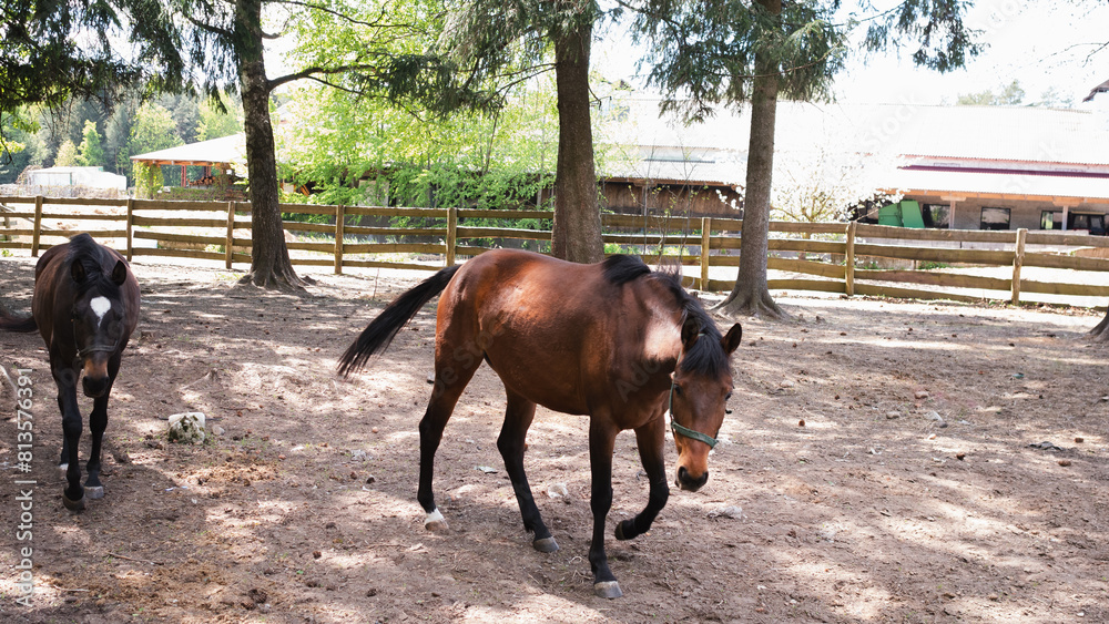 a herd of brown horses in a corral a herd of brown horses in a corral