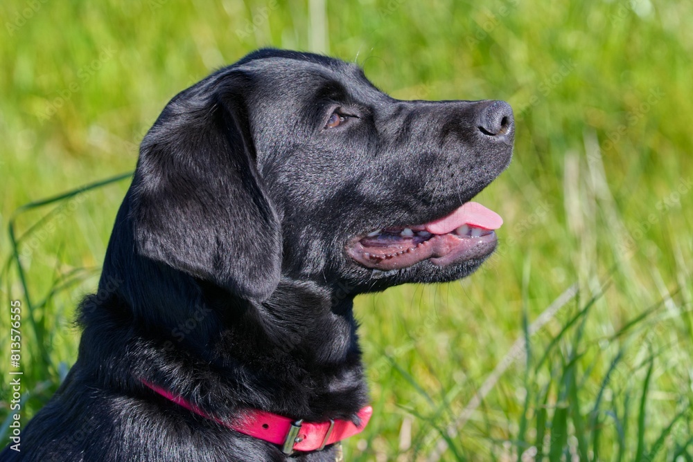 Selective focus shot of a black Labrador Retriever Selective focus shot of a black Labrador Retriever