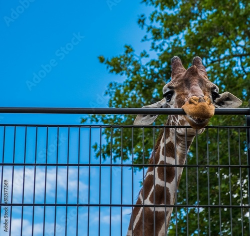 Canvas Print Low angle shot of a giraffe leaning on a fence in a zoo
