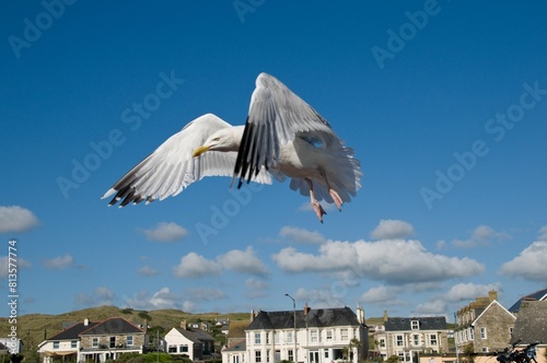 A European herring gull flying with opened wings