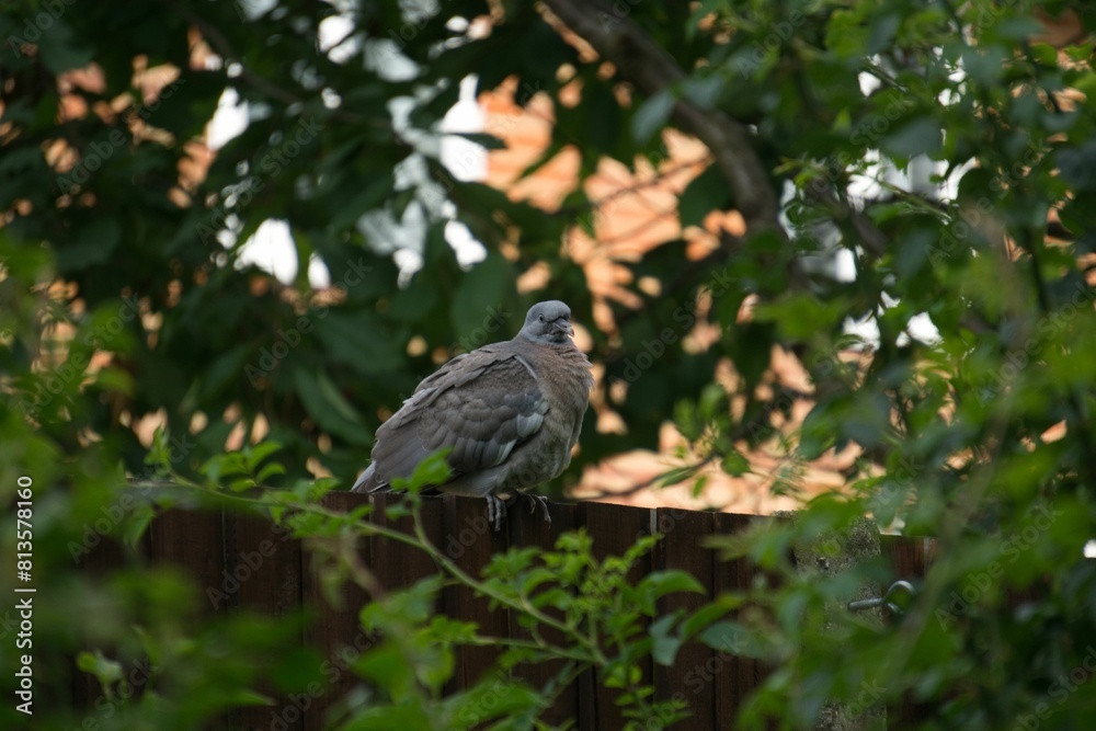Obraz premium Common wood pigeon perching on the tree branch with green leaves around