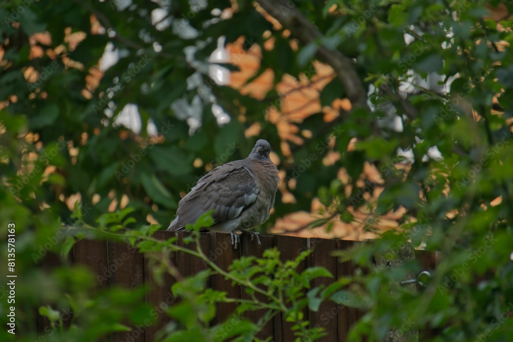 Common wood pigeon perching on the tree branch with green leaves around Common wood pigeon perching on the tree branch with green leaves around