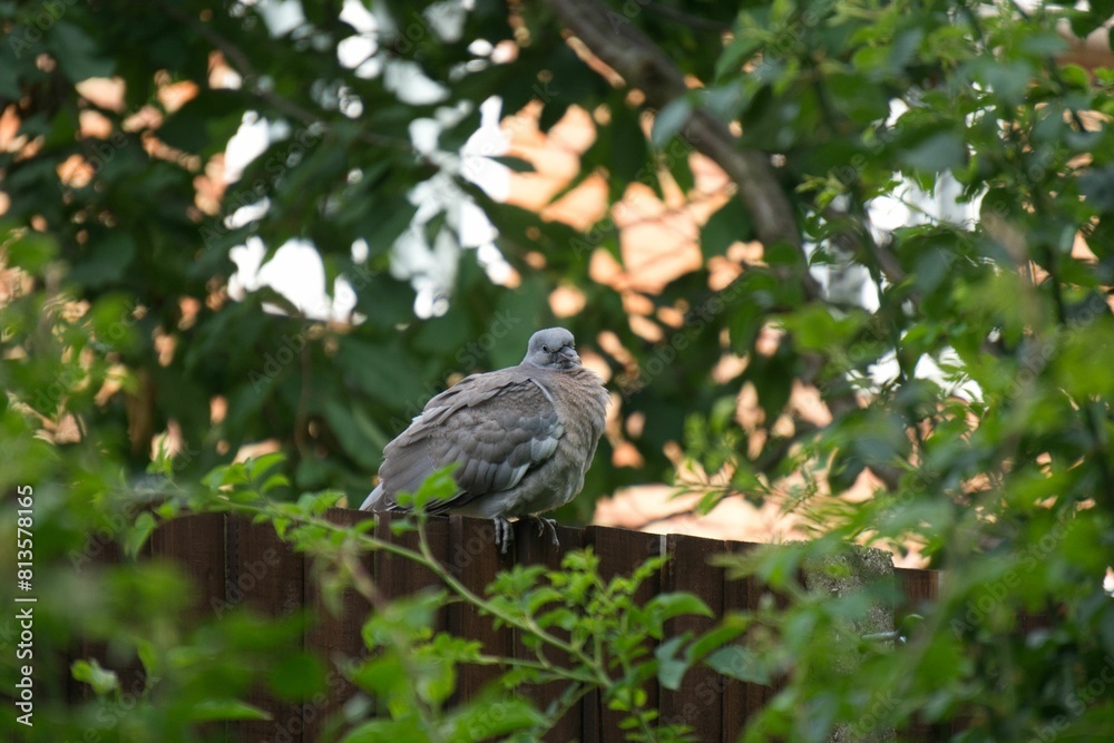 Common wood pigeon perching on the tree branch with green leaves around Common wood pigeon perching on the tree branch with green leaves around