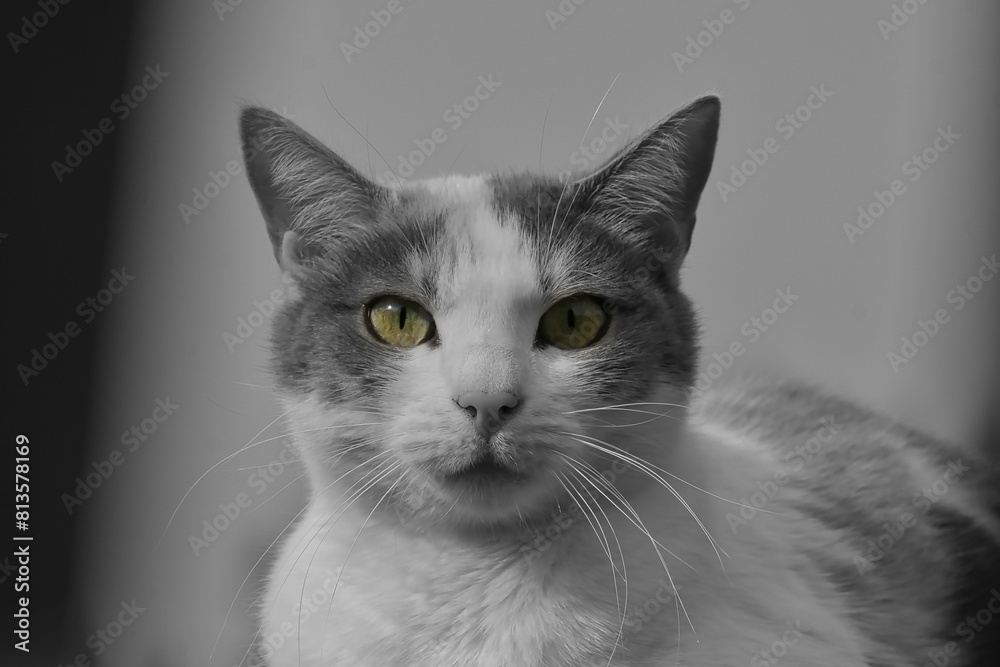 Obraz premium Selective color of a black and white cat with yellow eyes on the blurred background