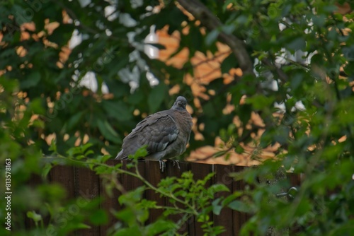 Common wood pigeon perching on the tree branch with green leaves around