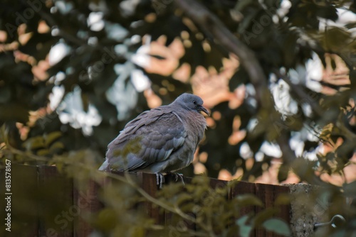 Common wood pigeon perching on the tree branch with green leaves around