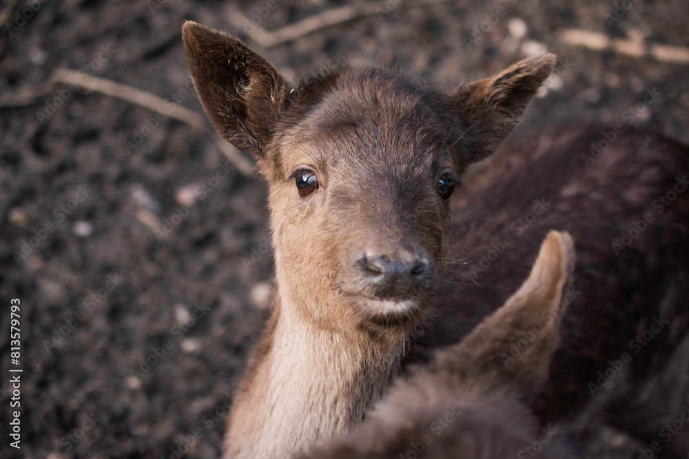 Cute baby Sika deer (Cervus nippon) looking at the camera on the blurred background Cute baby Sika deer (Cervus nippon) looking at the camera on the blurred background