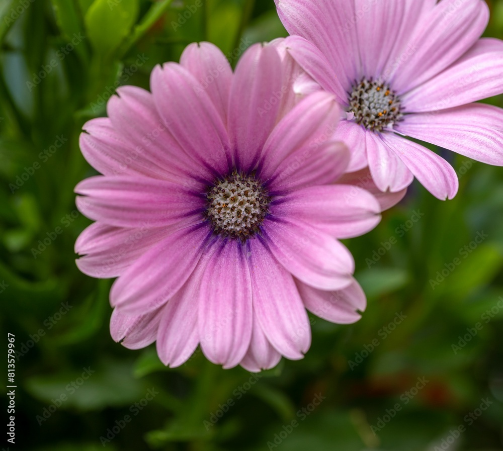 Closeup shot of blooming pink daisy flowers Closeup shot of blooming pink daisy flowers