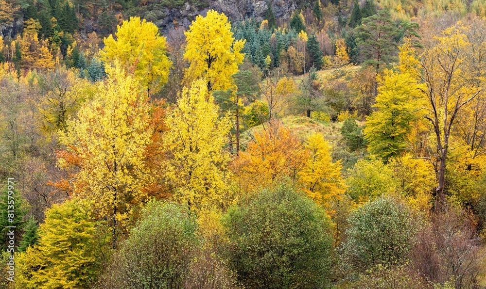 Fototapeta premium Aerial view of bright colorful autumn trees in a forest