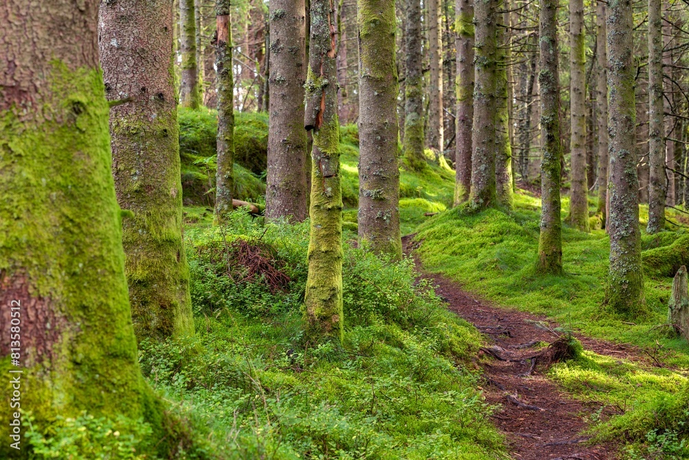 Fototapeta premium Scenic shot of a dense forest covered in bright green moss