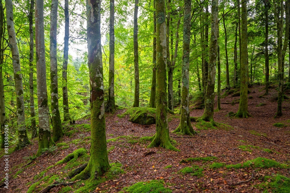 Obraz premium Scenic shot of a dense forest covered in bright green moss