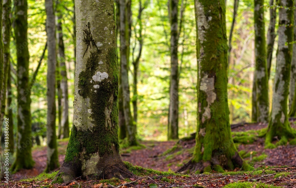 Naklejka premium Scenic shot of a dense mossy forest with tall trees
