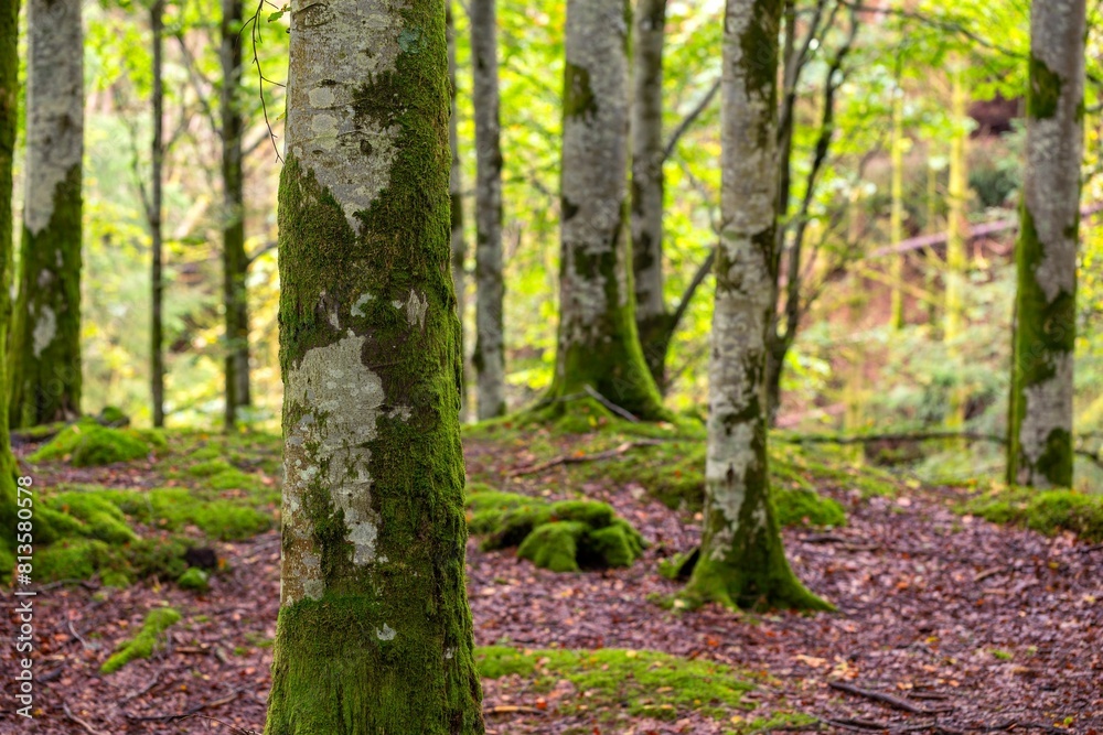 Scenic shot of a dense mossy forest with tall trees Scenic shot of a dense mossy forest with tall trees