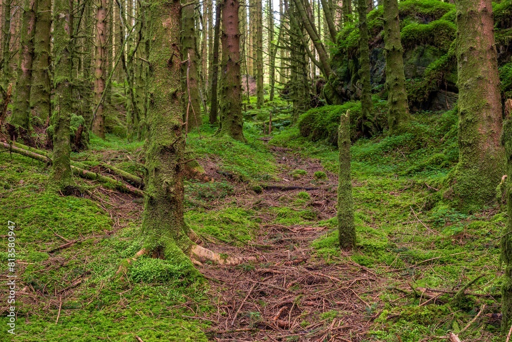 Fototapeta premium Beautiful forest area with mossy trees