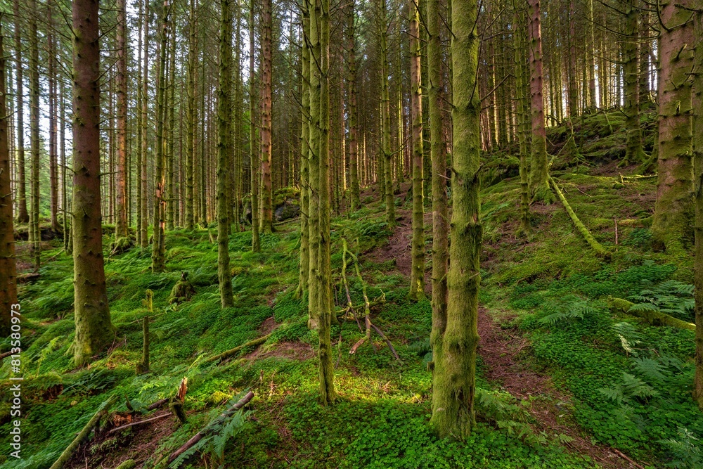 Beautiful forest area with mossy trees Beautiful forest area with mossy trees