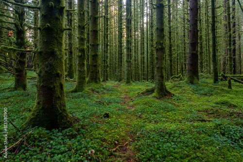 Beautiful forest area with mossy trees