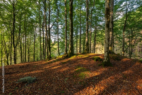 Beautiful forest area with mossy trees