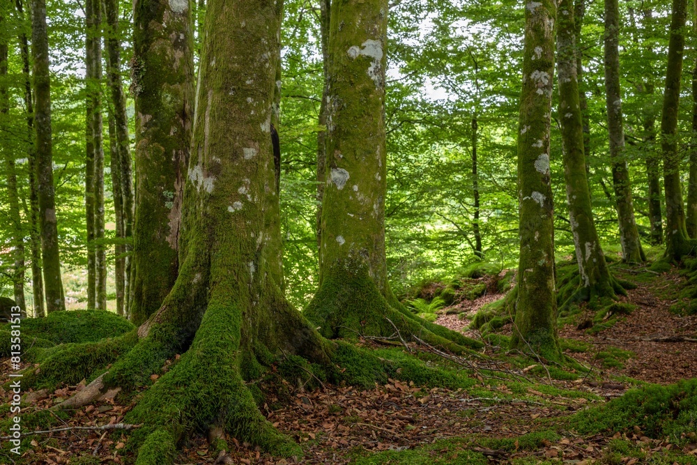 Forest landscape with mossy trees Forest landscape with mossy trees
