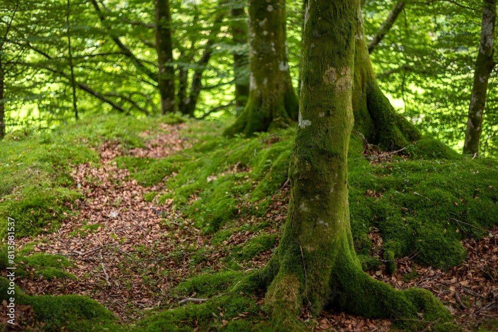 Naklejka premium Forest landscape with mossy trees