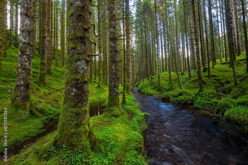 Obraz premium Beautiful bright green mossy forest