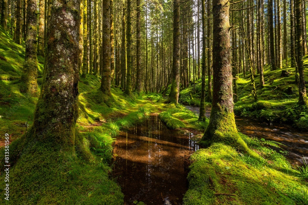 Beautiful bright green mossy forest Beautiful bright green mossy forest