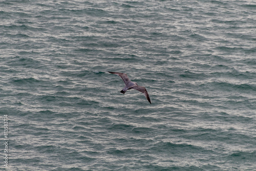 seagull flying in the sea photo