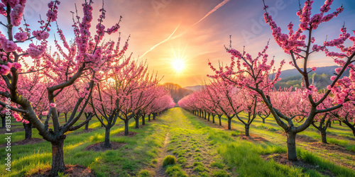 Vibrant Peach Orchard in Full Bloom with Ripe Fruits and Soft Sunlight Filter