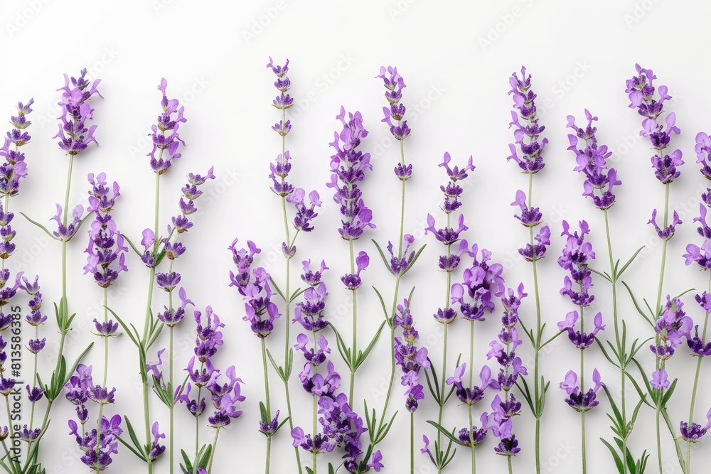 Naklejka premium Lavender flowers isolated on white background