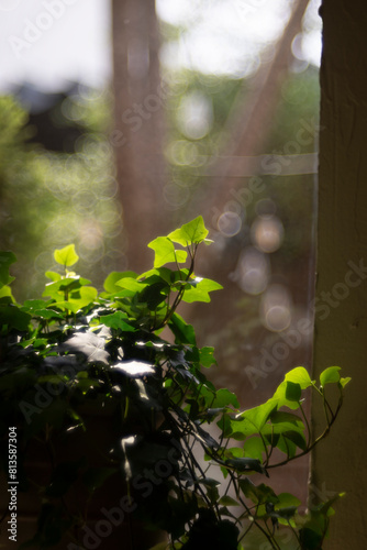 The binomial in Hedera helix entirety thus has the meaning "the clinging plant that coils in spirals (helices)". The modern English ivy derives from Middle English