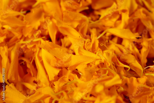 Macro close up of yellow Marigold petals pile. Love  romance and celebrate ceremony of yellow wedding and religious ritual. Pile Many Marigold petals with honey dew water for fresh