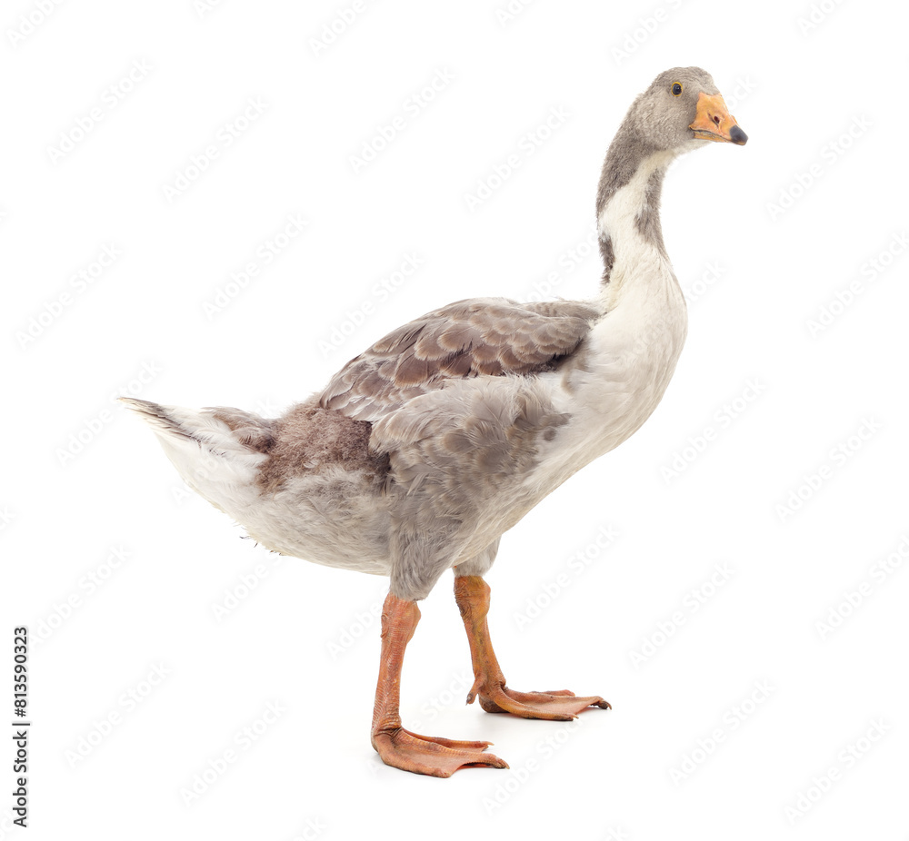 Beautiful gray goose. Beautiful gray goose.