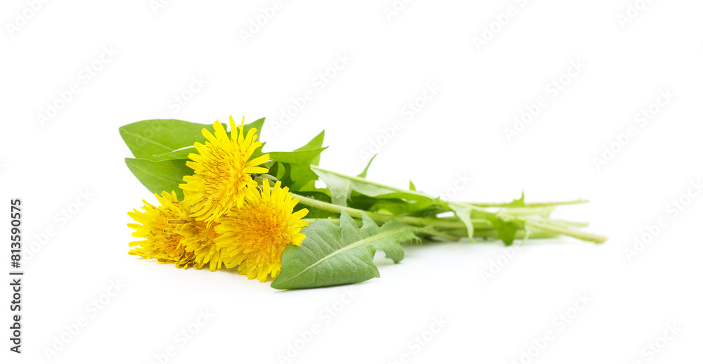 Fototapeta premium Bouquet of dandelion.