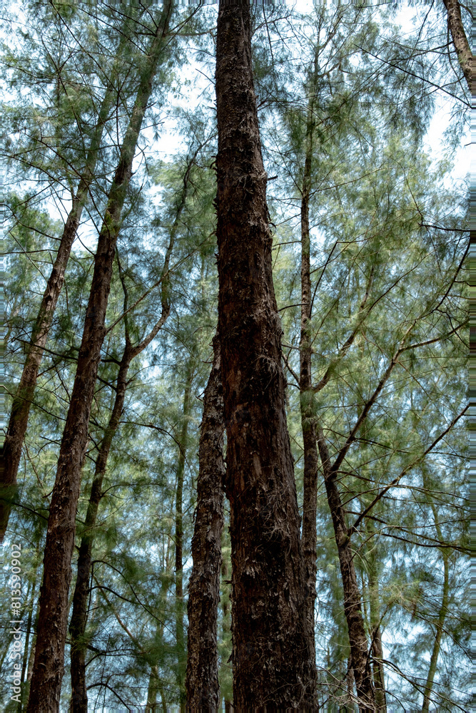 Fototapeta premium Pine tree on the beach 