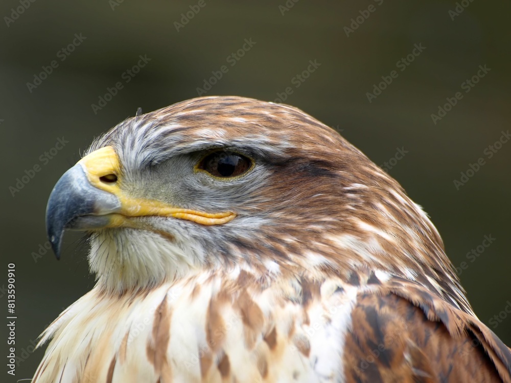 Obraz premium Closeup shot of the falcon