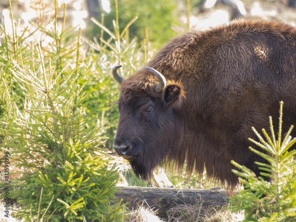 Fototapeta premium European bison (Bison bonasus) surrounded by greenery on a bright day
