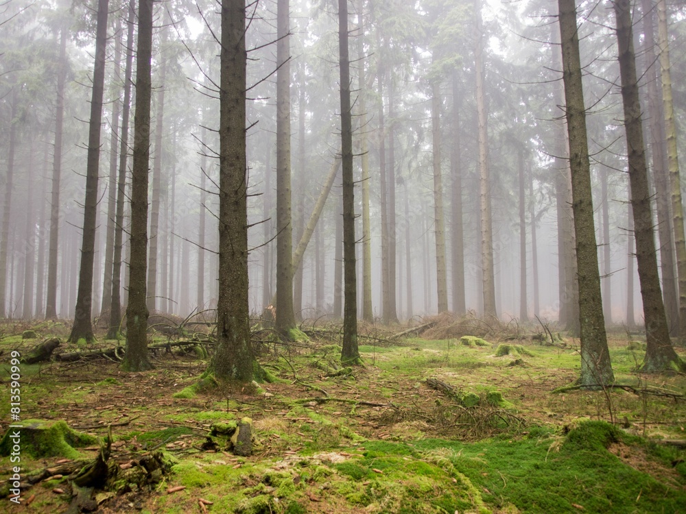 Naklejka premium Misty morning scene in a forest with tall trees and fresh grass