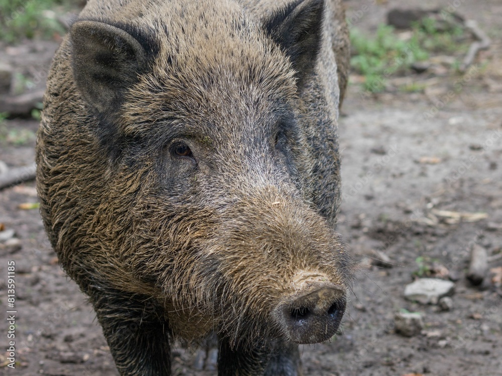 Curious wild boar (Sus scrofa) covered in mud staring into the camera Curious wild boar (Sus scrofa) covered in mud staring into the camera