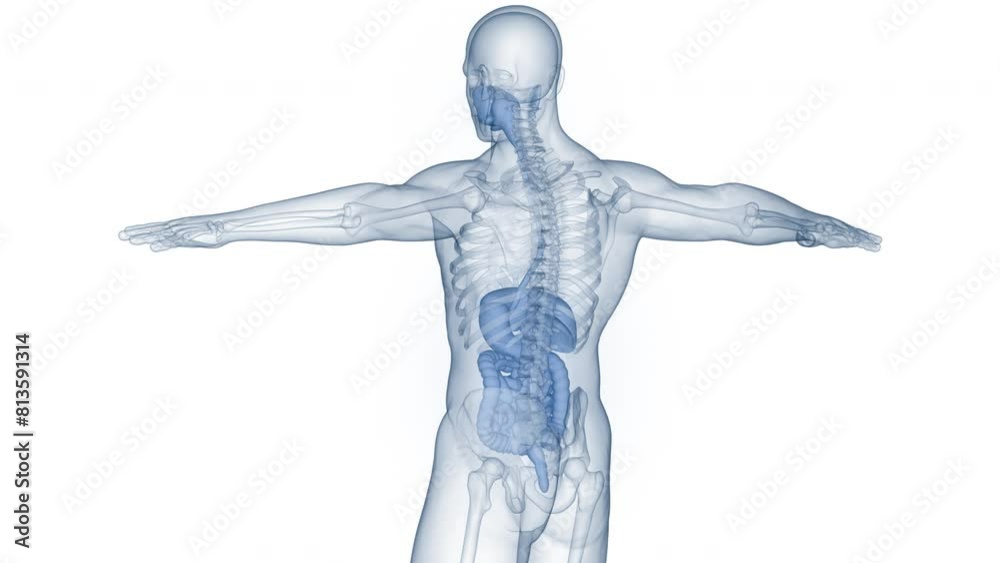 Human Digestive System Anatomy Animation Concept Human Digestive System Anatomy Animation Concept