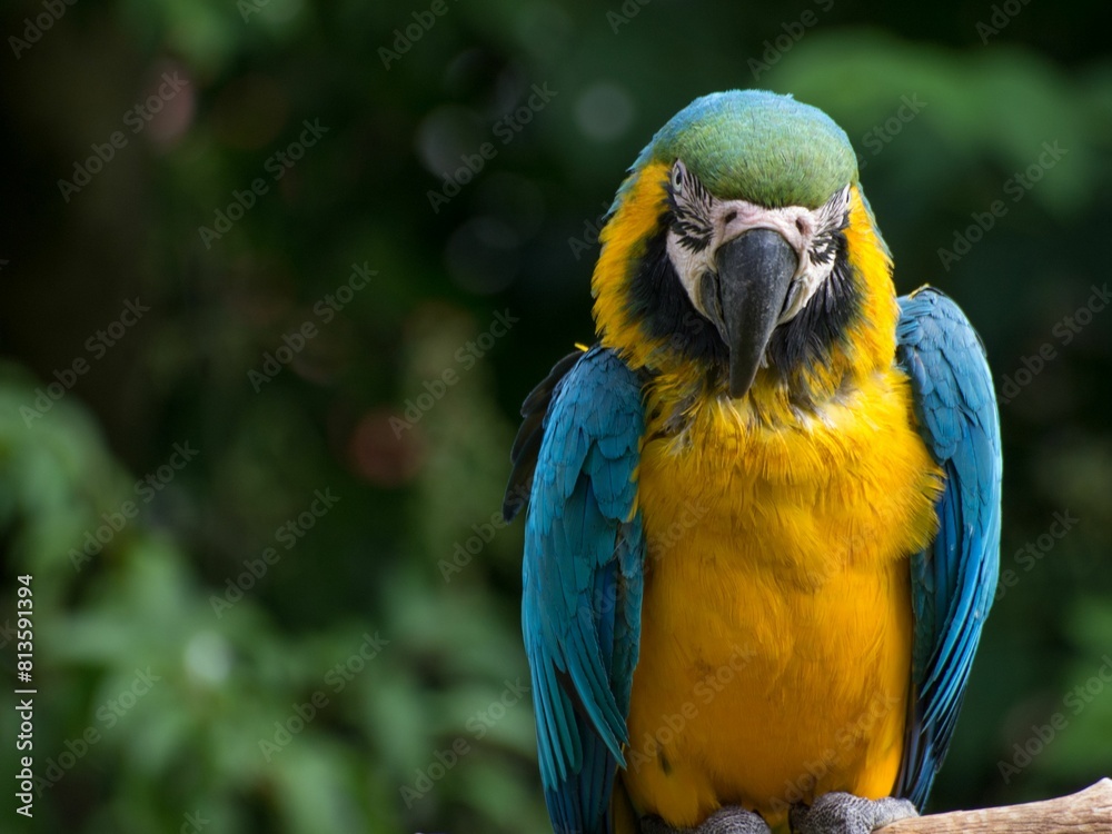 Beautiful Macaw (Ara ararauna) staring into the camera on a blurred background