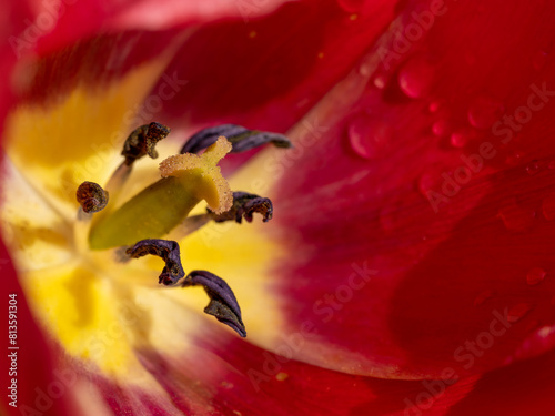 macro detail of red tulip showing stamen photo
