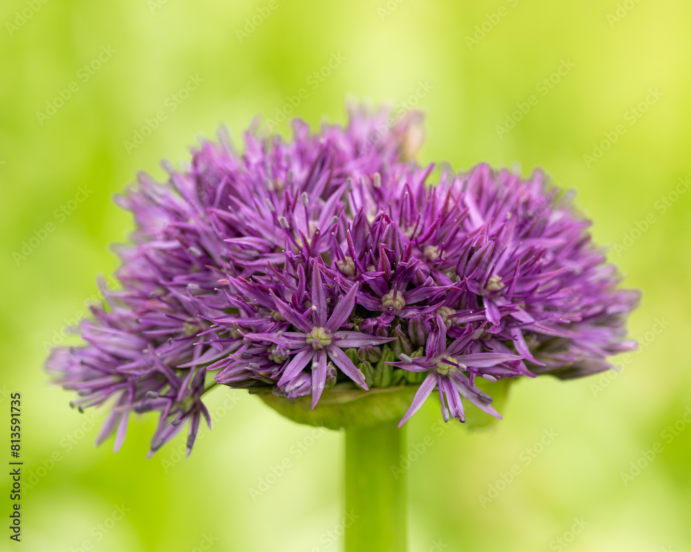 in the extreme close-up isolated from the background a flowering allium in the extreme close-up isolated from the background a flowering allium