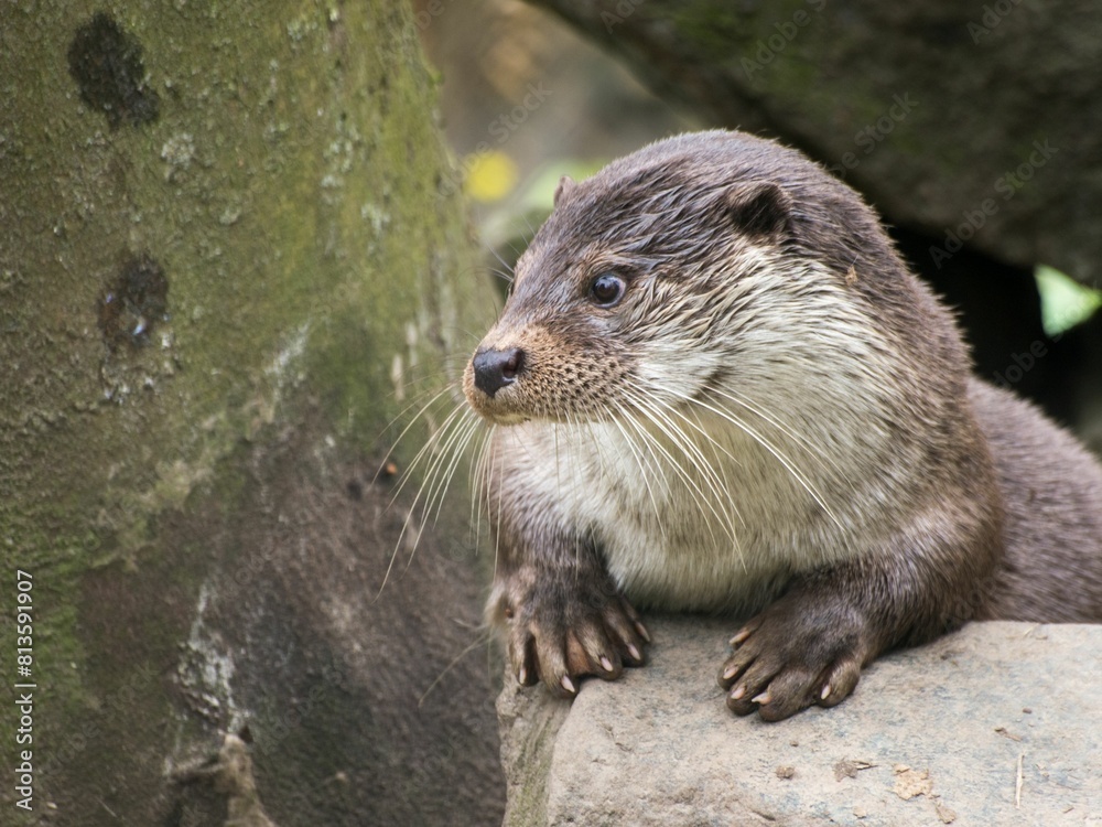 Cute Congo clawless otter (Aonyx congicus) looking aside Cute Congo clawless otter (Aonyx congicus) looking aside