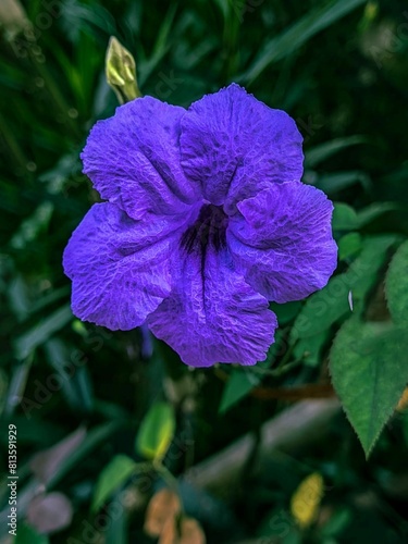 Shallow focus of a Ruellia simplex flower with blur green leaves