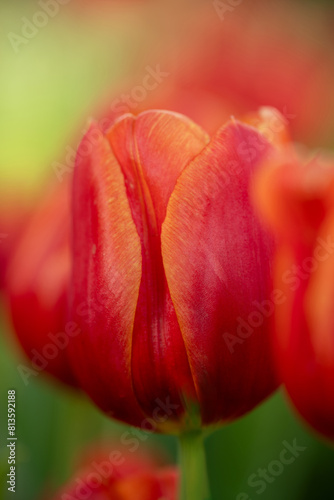 Selective focus of red tulip petals in extreme close-up