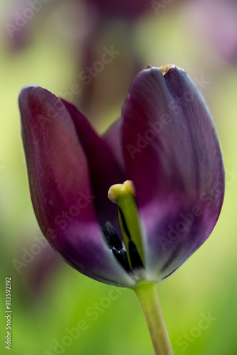 dark toned tulip in extreme close-up showing the stamen.